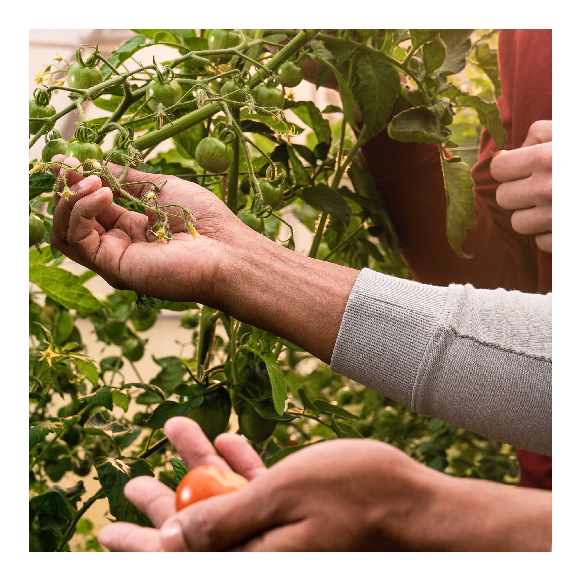 STIER Crew Sweat Style Print L Ice Grey